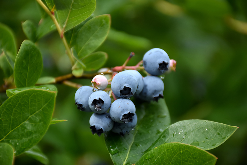 Northcountry Blueberry (Vaccinium 'Northcountry') at Plants Unlimited
