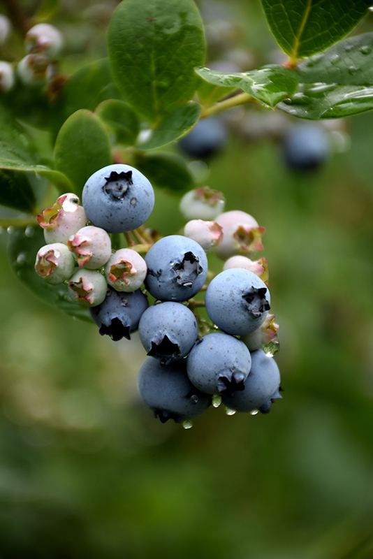 Duke Blueberry (Vaccinium corymbosum 'Duke') at Plants Unlimited