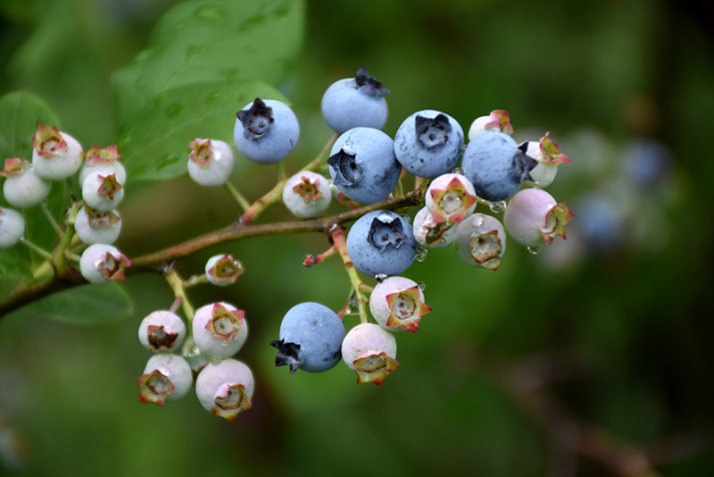 Highbush Blueberry (Vaccinium corymbosum) at Plants Unlimited