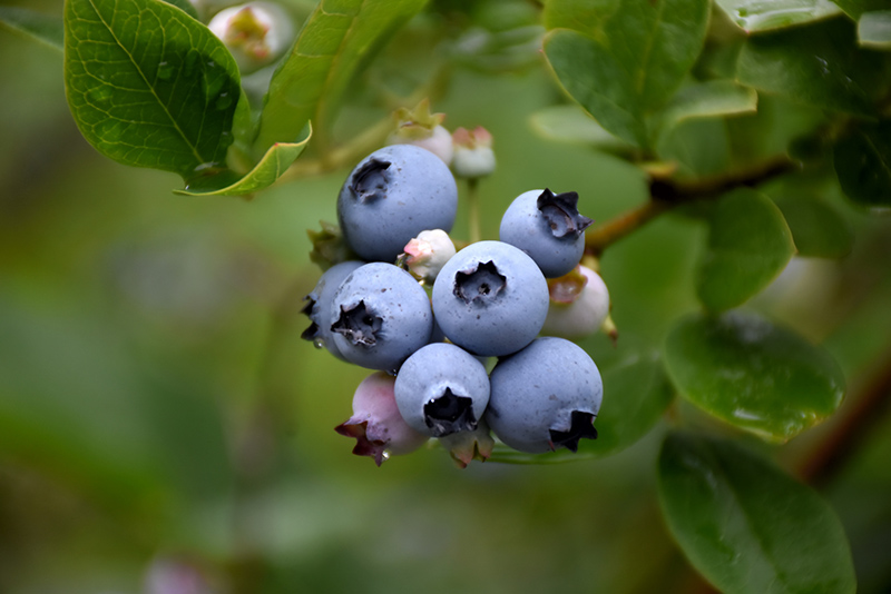Nelson Blueberry (Vaccinium corymbosum 'Nelson') at Plants Unlimited