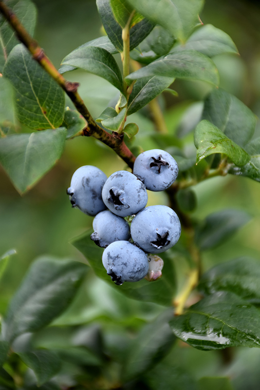 Berkeley Blueberry (Vaccinium corymbosum 'Berkeley') at Plants Unlimited