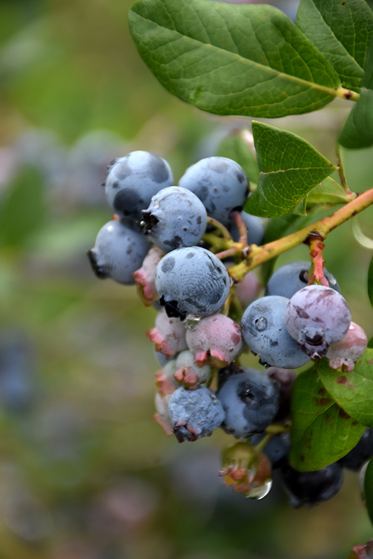 Darrow Blueberry (Vaccinium corymbosum 'Darrow') at Plants Unlimited