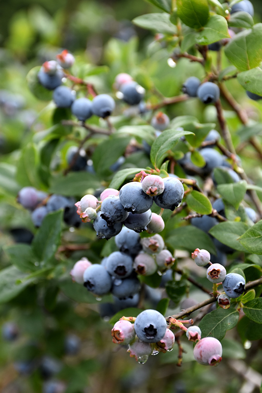 Blue Jay Blueberry (Vaccinium corymbosum 'Blue Jay') at Plants Unlimited