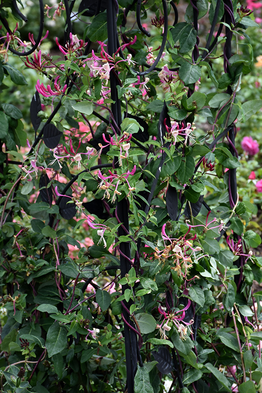 Peaches And Cream Honeysuckle (Lonicera periclymenum 'Peaches And Cream') at Plants Unlimited