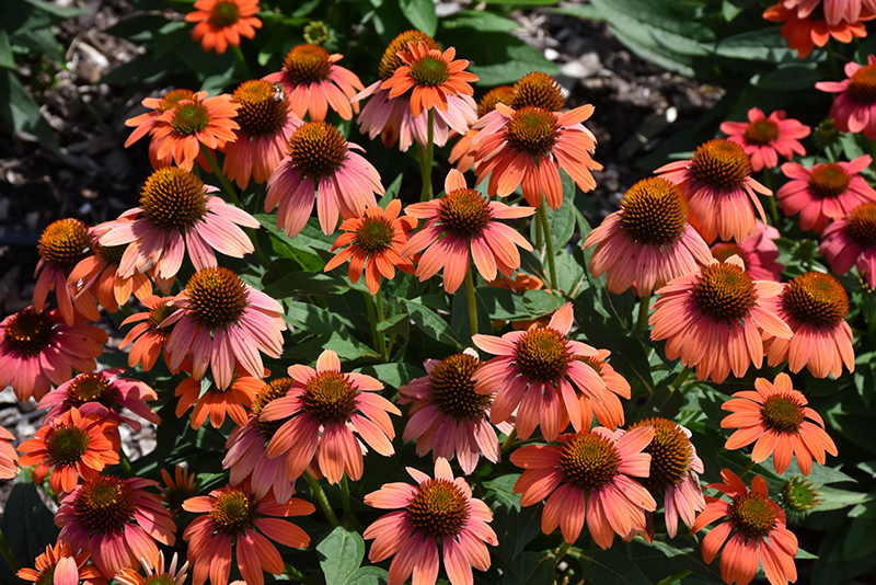 Sombrero Hot Coral Coneflower (Echinacea 'Balsomcor') at Plants Unlimited
