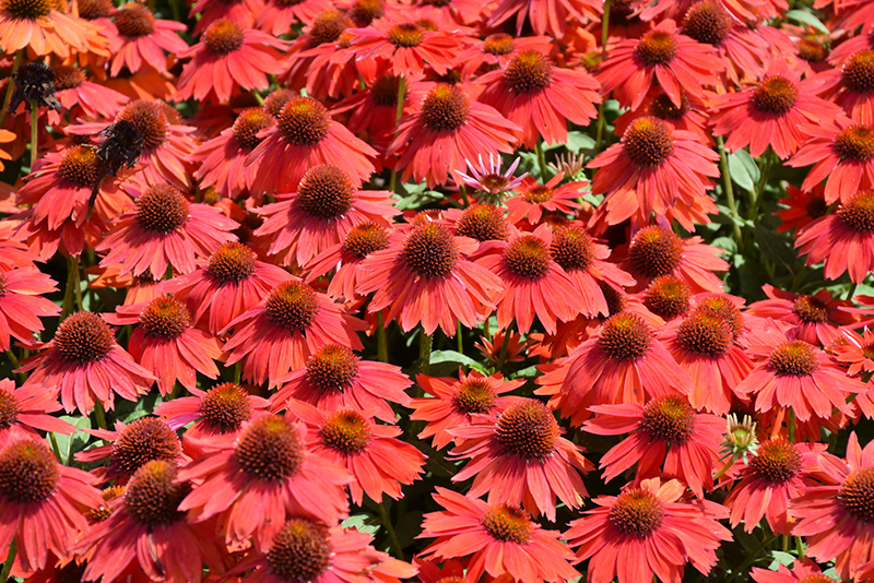 Sombrero Salsa Red Coneflower (Echinacea 'Balsomsed') at Plants Unlimited