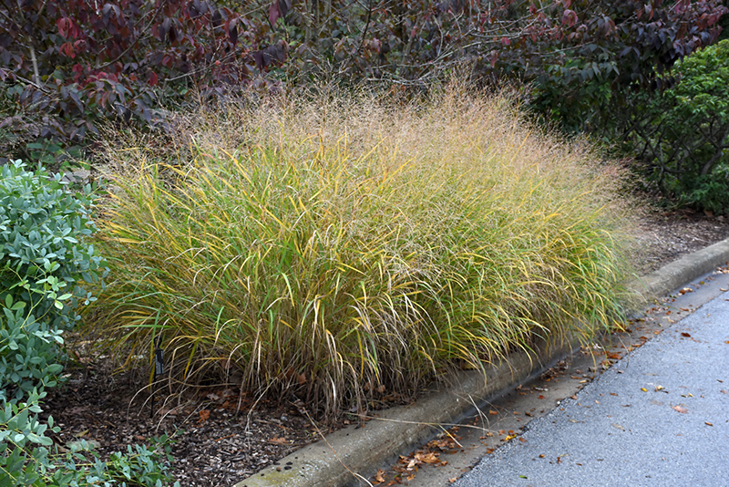 Red Switch Grass (Panicum virgatum 'Rotstrahlbusch') at Plants Unlimited