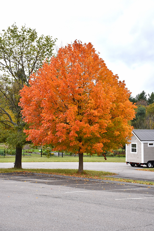 Sugar Maple (Acer saccharum) at Plants Unlimited