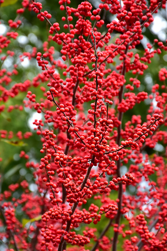 Winter Red Winterberry (Ilex verticillata 'Winter Red') at Plants Unlimited