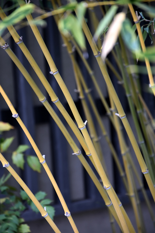 Bisset's Bamboo (Phyllostachys bissetii) at Plants Unlimited