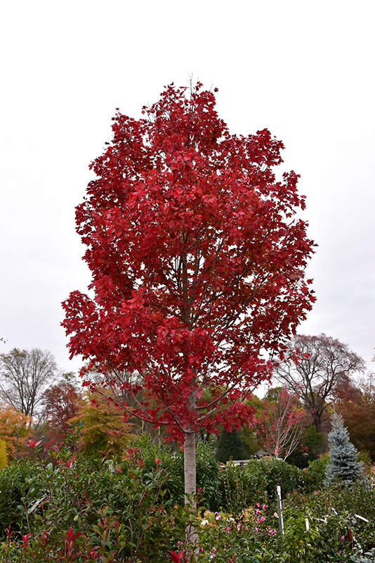 October Glory Red Maple (Acer rubrum 'October Glory') at Plants Unlimited