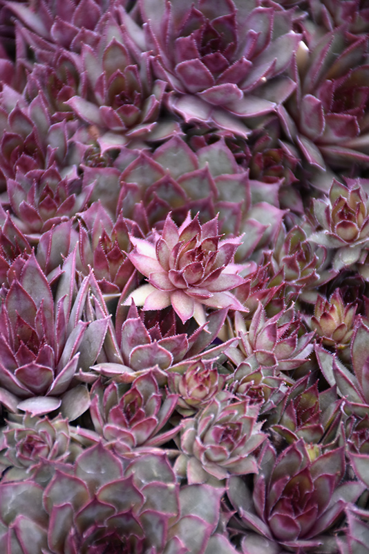 Red Beauty Hens And Chicks (Sempervivum 'Red Beauty') at Plants Unlimited