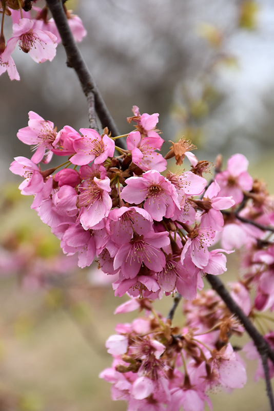 Spring Wonder Sargent Cherry (Prunus sargentii 'Hokkaido Normandale') at Plants Unlimited
