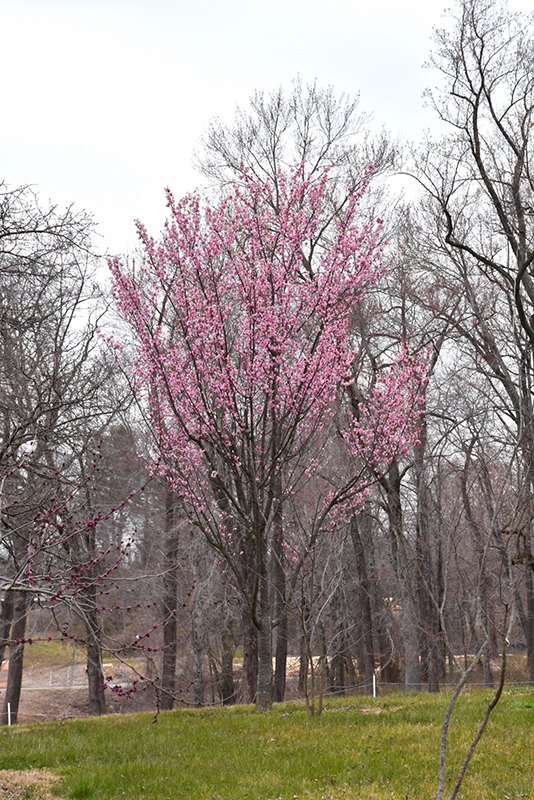 Columnar Sargent Cherry (Prunus sargentii 'Columnaris') at Plants Unlimited