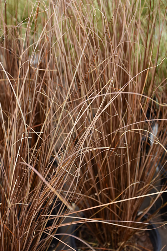 Red Rooster Sedge (Carex buchananii 'Red Rooster') at Plants Unlimited