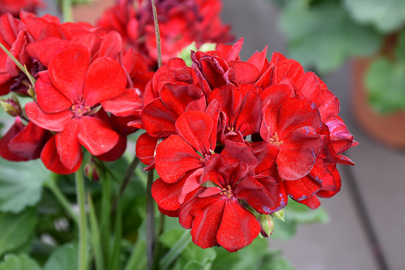Calliope Medium Dark Red Geranium (Pelargonium 'Calliope Medium Dark Red') at Plants Unlimited