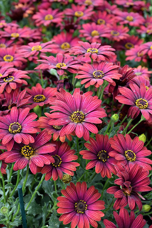 Zion Red African Daisy (Osteospermum 'Zion Red') at Plants Unlimited