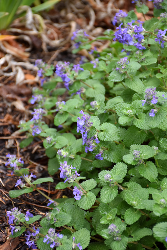 Early Bird Catmint (Nepeta 'Early Bird') at Plants Unlimited