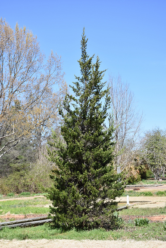 Eastern Redcedar (Juniperus virginiana) at Plants Unlimited