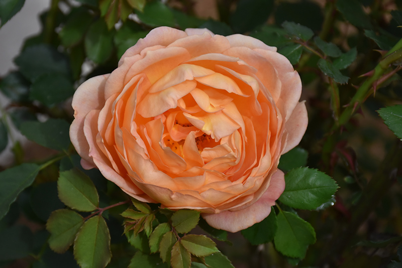 Lady Of Shalott Rose (Rosa 'Ausnyson') at Plants Unlimited