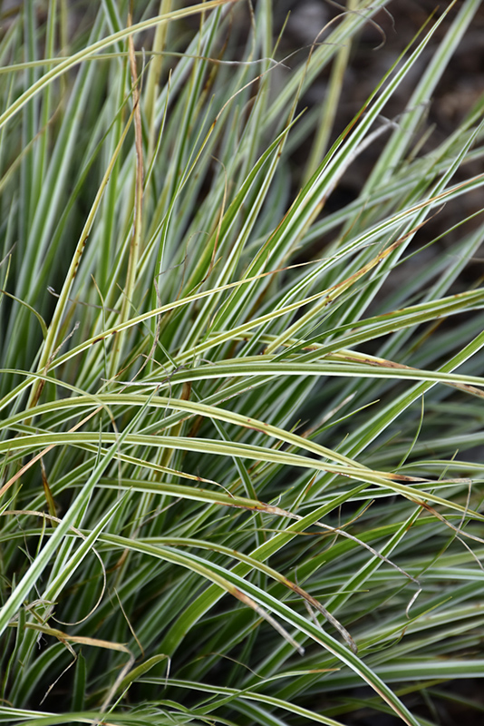 EverColor Everest Japanese Sedge (Carex oshimensis 'Carfit01') at Plants Unlimited