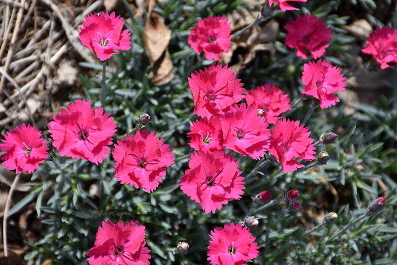 Paint The Town Magenta Pinks (Dianthus 'Paint The Town Magenta') at Plants Unlimited