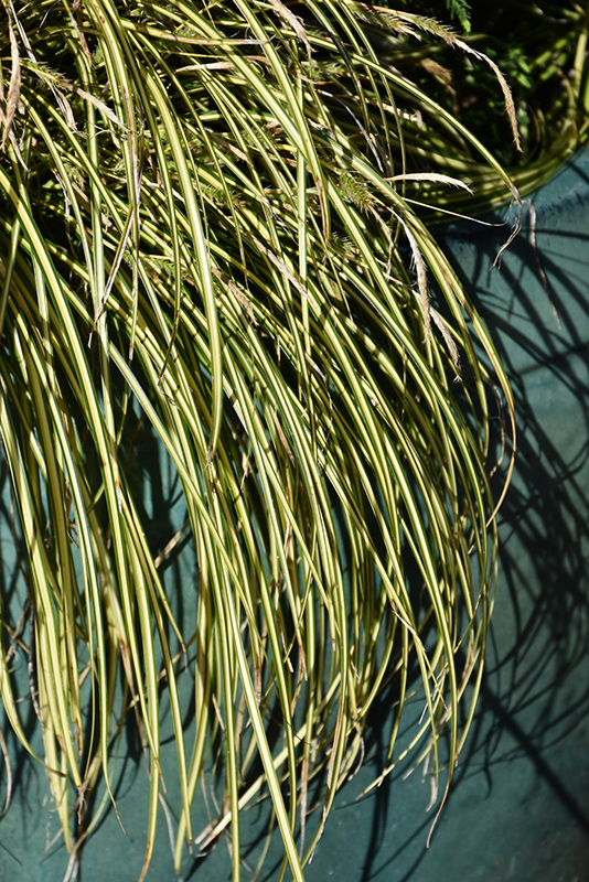 EverColor Eversheen Japanese Sedge (Carex oshimensis 'Eversheen') at Plants Unlimited