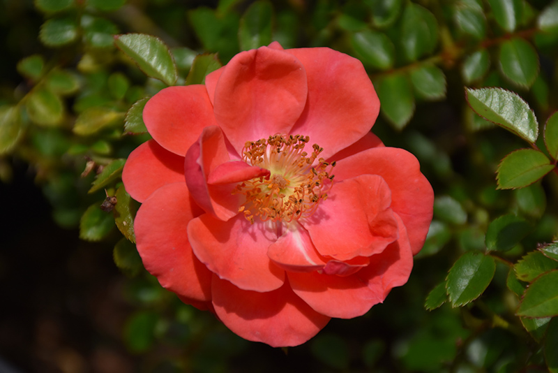 Oso Easy Mango Salsa Rose (Rosa 'ChewperAdventure') at Plants Unlimited
