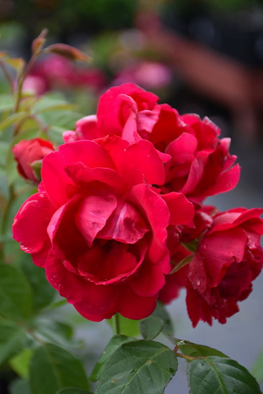 Blaze Rose (Rosa 'Blaze') at Plants Unlimited