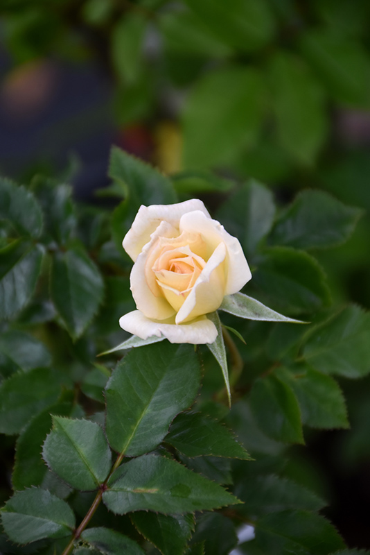Bridal Sunblaze Rose (Rosa 'Meilmera') at Plants Unlimited