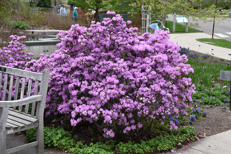 P.J.M. Rhododendron (Rhododendron 'P.J.M.') at Plants Unlimited