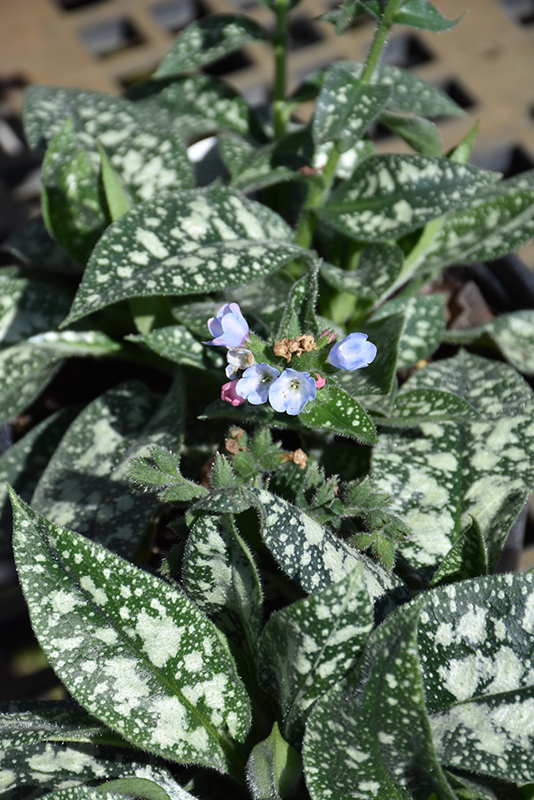 Twinkle Toes Lungwort (Pulmonaria 'Twinkle Toes') at Plants Unlimited