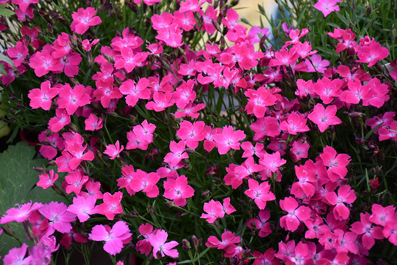 Kahori Pink Pinks (Dianthus 'Kahori Pink') at Plants Unlimited