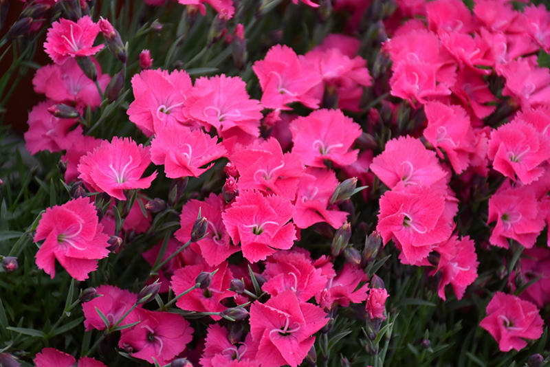 Vivid Bright Light Pinks (Dianthus 'Uribest52') at Plants Unlimited