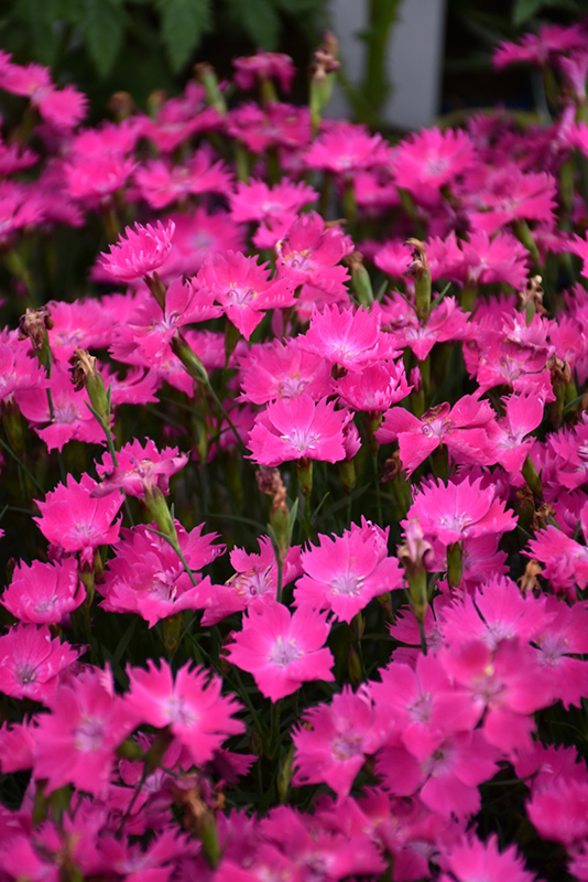 Kahori Pink Pinks (Dianthus 'Kahori Pink') at Plants Unlimited