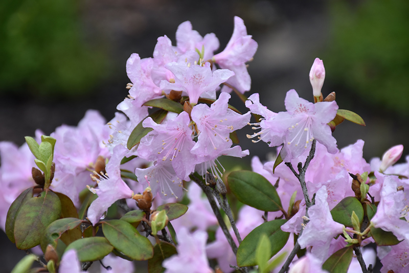 Windbeam Rhododendron (Rhododendron 'Windbeam') at Plants Unlimited