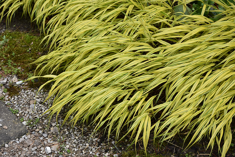 Golden Variegated Hakone Grass (Hakonechloa macra 'Aureola') at Plants Unlimited