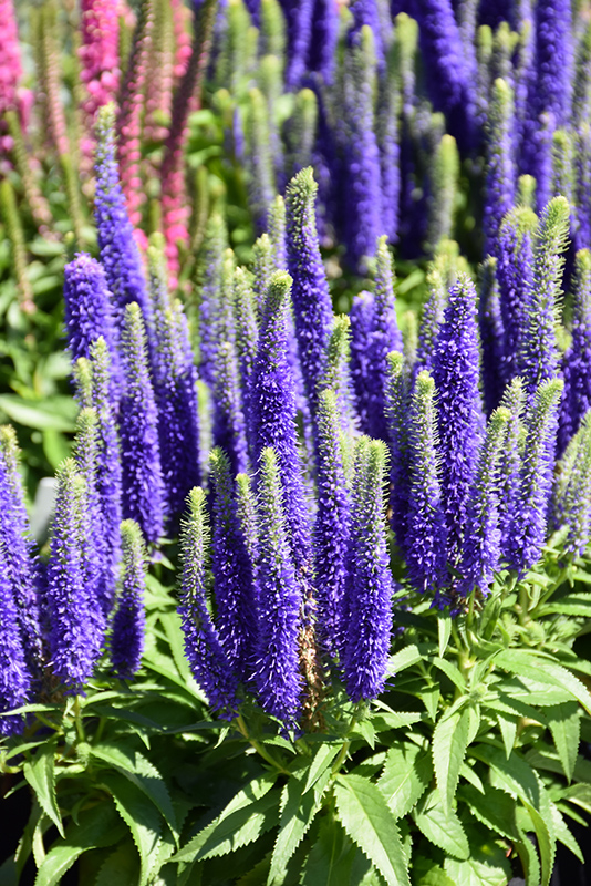 Royal Candles Speedwell (Veronica spicata 'Royal Candles') at Plants Unlimited