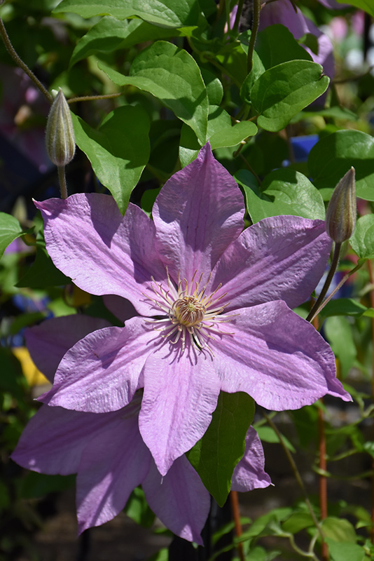 Sally Clematis (Clematis 'Evipo077') at Plants Unlimited