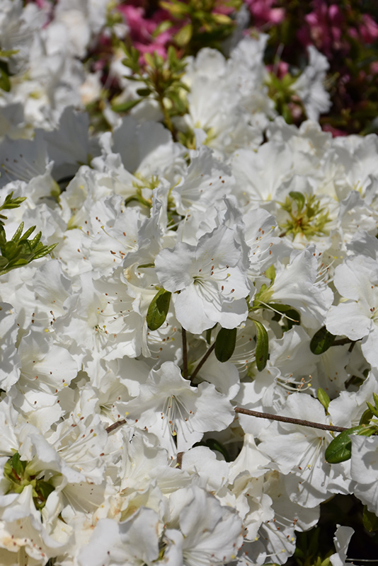 Girard's Pleasant White Azalea (Rhododendron 'Girard's Pleasant White') at Plants Unlimited