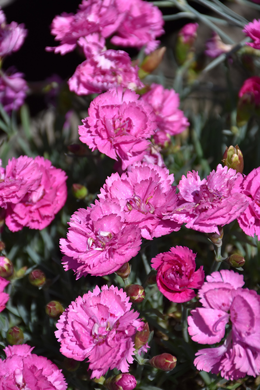 EverLast Orchid Pinks (Dianthus 'EverLast Orchid') at Plants Unlimited