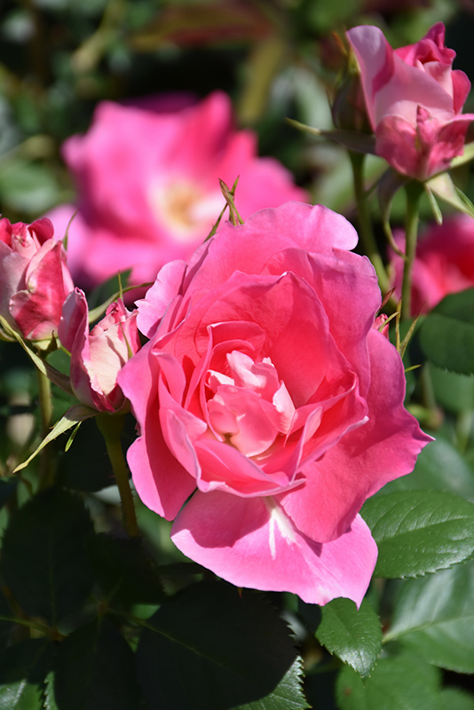 Carefree Wonder Rose (Rosa 'Carefree Wonder') at Plants Unlimited