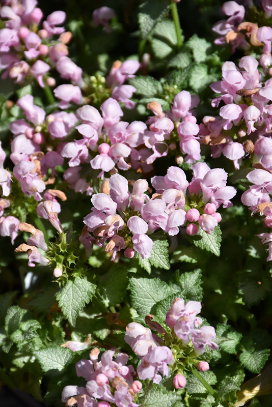 Pink Pewter Spotted Dead Nettle (Lamium maculatum 'Pink Pewter') at Plants Unlimited
