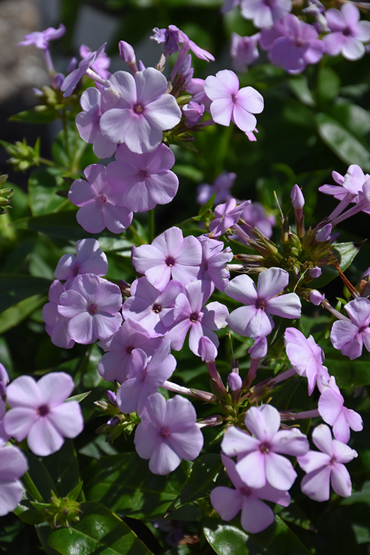 Opening Act Blush Phlox (Phlox 'Opening Act Blush') at Plants Unlimited