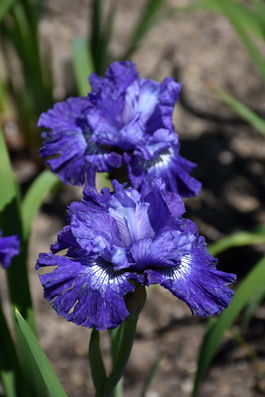 Blueberry Fair Siberian Iris (Iris sibirica 'Blueberry Fair') at Plants Unlimited