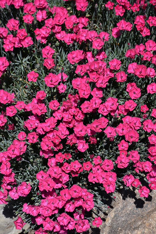 Paint The Town Red Pinks (Dianthus 'Paint The Town Red') at Plants Unlimited