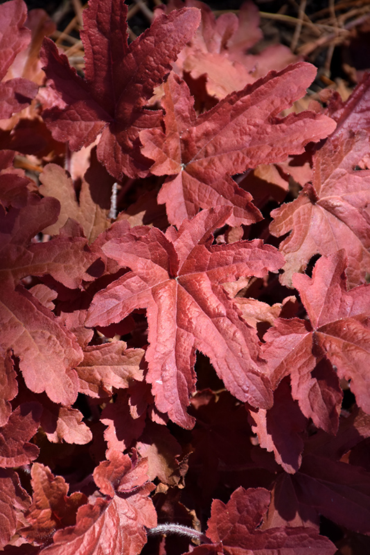 Fun and Games Red Rover Foamy Bells (Heucherella 'Red Rover') at Plants Unlimited