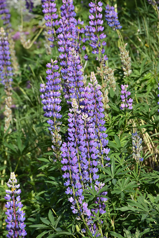 Wild Lupine (Lupinus perennis) at Plants Unlimited