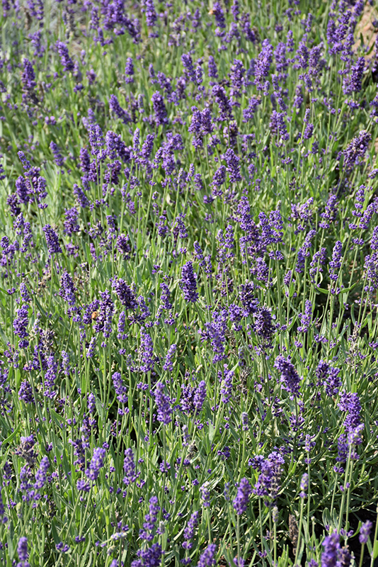 Big Time Blue Lavender (Lavandula angustifolia 'Armtipp01') at Plants Unlimited