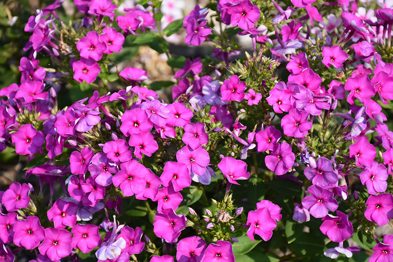 Ka-Pow Purple Garden Phlox (Phlox paniculata 'Balkapopur') at Plants Unlimited